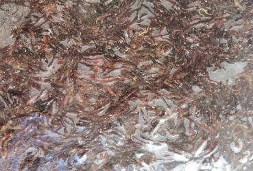 Preview: Rote Mückenlarve Echte Jumbos 500g